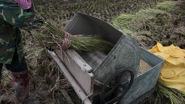 A farmer feeding rice bundles into a homemade threshing machine.