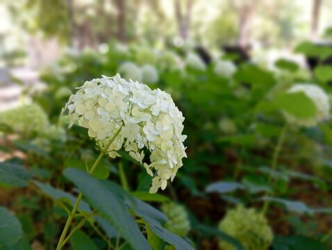 White hydrangea flower blooming