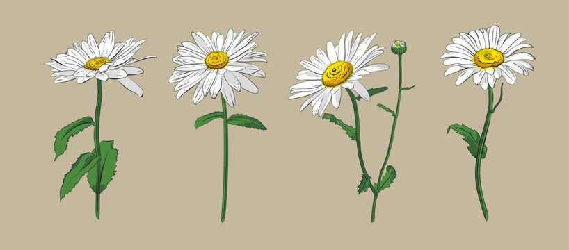 A set of colorful vector sketched field daisies
