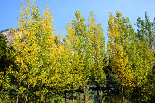A Row of Poplar Trees in the Southern Taihang Mountains in Autumn