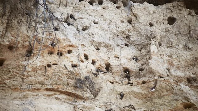 Sand martin birds nesting on sunlit rocky cliff with numerous nest holes and active flight motion