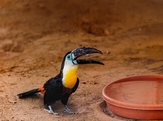 Exotic Toucan Bird Standing on Dirt Ground Near Water Dish in Aviary © Abulail