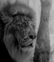 Majestic Black and White Headshot Portrait of Male African Lion © Abulail