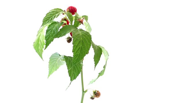 Ripe raspberries growing on plant isolated on white background