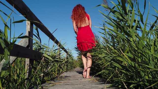  Provocative woman in red dress dancing on wooden pathway in reed