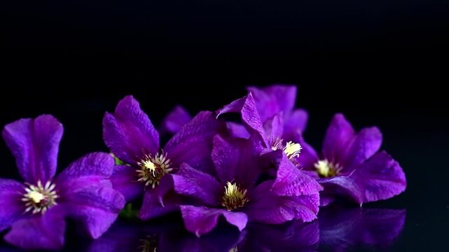 Purple clematis flowers with reflection on elegant black background