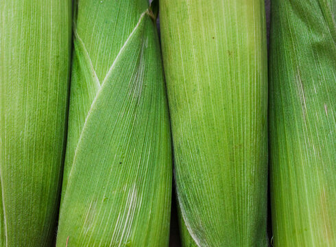 Closeup of fresh corn on the cob covered with green leaves.