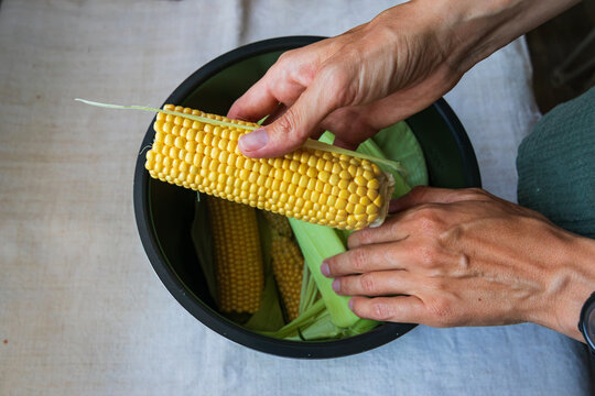 Fresh sweetcorn on the cobs are in a pot. Female hands cover corn cobs with green corn leaves. Sweetcorn cooking. 