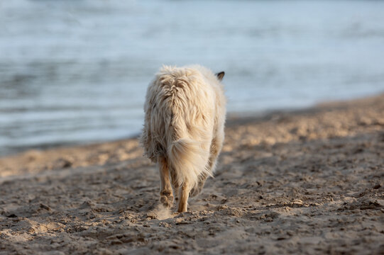 Fluffy dog walking along a sandy beach near calm water, captured from behind in natural daylight, peaceful and tranquil scene.