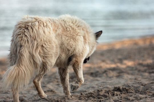Large fluffy dog walking along sandy beach by calm water, captured from behind in soft natural light.