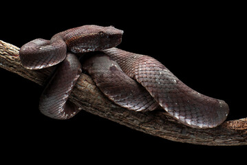 Obraz premium a mangrove pit viper coiled around a tree log