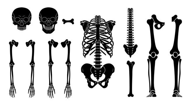 Black and White Vector Illustration of Human Skeletal Parts and Full Skeleton on Plain Background