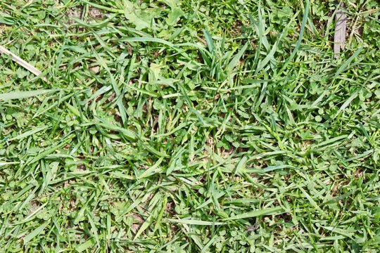 A close view of the green grass lawn surface.