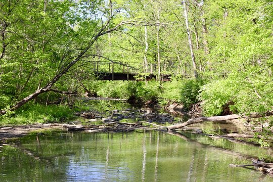 The peaceful stream in the woods on a sunny day.