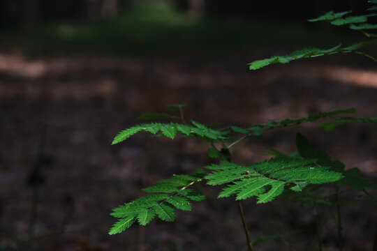 Young green plant leaves illuminated by sunlight against dark blurred forest background.