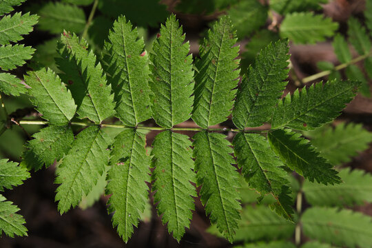 Macro shot detailed green rowan leaves with bright natural light in summer forest.