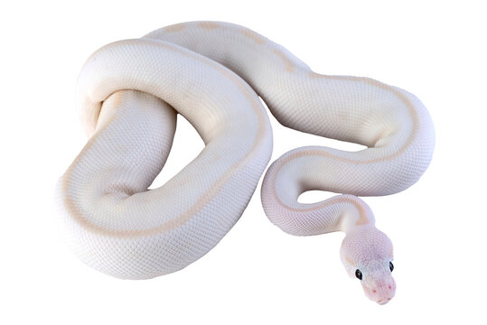portrait of a albino ball python
