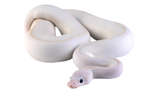 portrait of a albino ball python