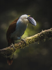 Black-billed Mountain Toucan (Andigena nigrirostris) perched on a lush mossy branch in the cloud forests of Colombia. © ErtugrulDivlecen