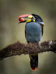 Grey-breasted Mountain Toucan (Andigena hypoglauca) holding a red berry in its beak in the cloud forests of Colombia. © ErtugrulDivlecen