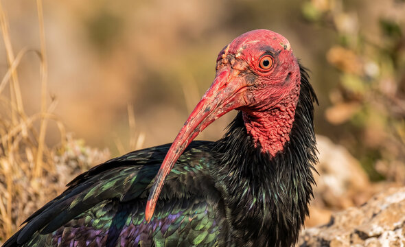  Northern Bald Ibis Intense Portrait with Golden Dawn Light
