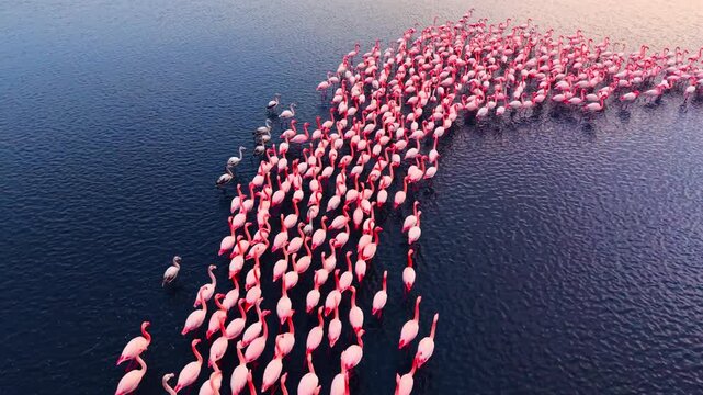 Overhead view of flamingo procession at golden hour. Pink flock moves in loose lines across sunlit water toward the shore.