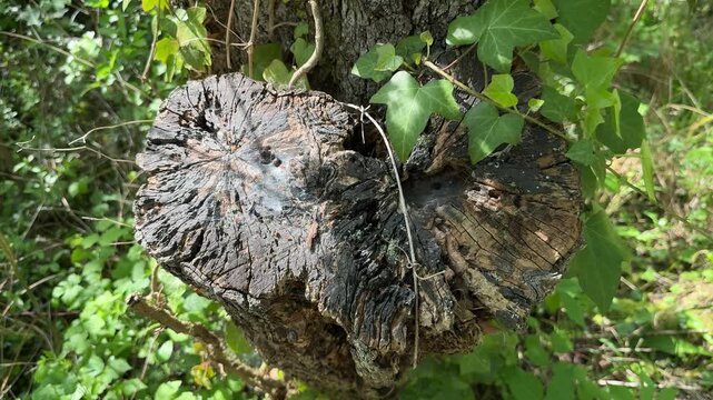 Weathered cut tree trunk with ivy in woodland