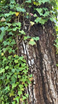 English ivy climbing textured old tree trunk in woodland