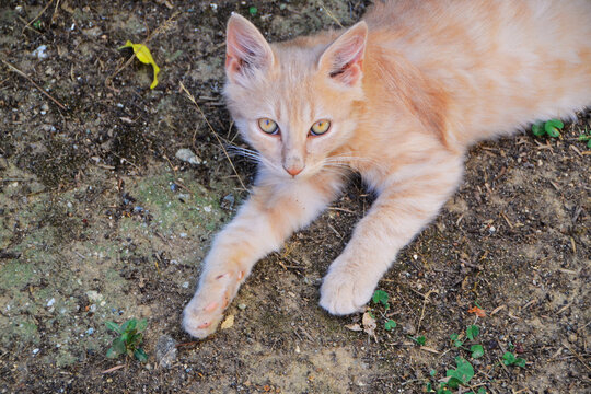 Il gatto rosa