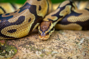Fototapeta premium A python lies on the ground and on rocks in the wild. A close-up of a boa constrictor on a rock. Snake skin. Reptile.