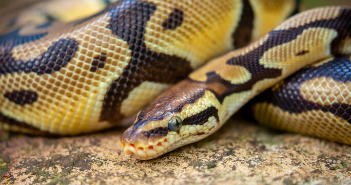 A python lies on the ground and on rocks in the wild. A close-up of a boa constrictor on a rock. Snake skin. Reptile.