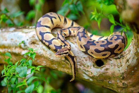 A python lies on the ground and on rocks in the wild.Close-up of a boa constrictor on a tree. Snake skin. Reptile.
