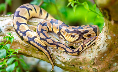 Fototapeta premium A python lies on the ground and on rocks in the wild.Close-up of a boa constrictor on a tree. Snake skin. Reptile.