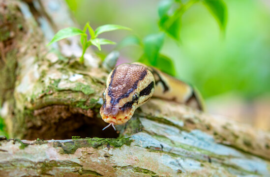 A python lies on the ground and on rocks in the wild.Close-up of a boa constrictor on a tree. Snake skin. Reptile.