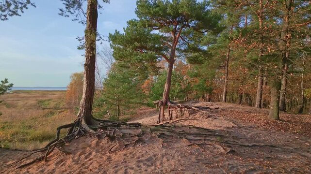 Cinematic Ground View of Autumn Pine Forest with Sunbeams and Tree Roots