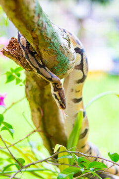 A python lies on the ground and on rocks in the wild.Close-up of a boa constrictor on a tree. Snake skin. Reptile.