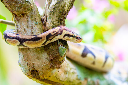 A python lies on the ground and on rocks in the wild.Close-up of a boa constrictor on a tree. Snake skin. Reptile.