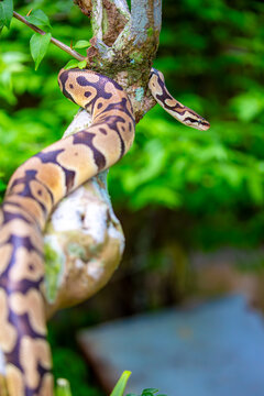A python lies on the ground and on rocks in the wild.Close-up of a boa constrictor on a tree. Snake skin. Reptile.