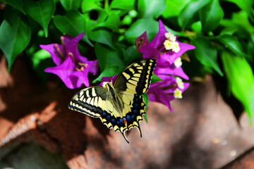 Butterfly © Serendipity Visions