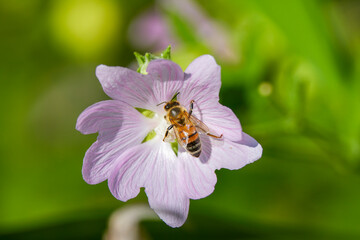 a bee (Anthophila) feeding on nectar from a musk mallow (Malva moschata) flower. © czamfir