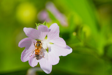a bee (Anthophila) feeding on nectar from a musk mallow (Malva moschata) flower. © czamfir