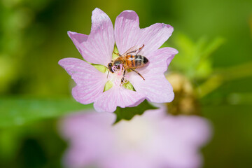 a bee (Anthophila) feeding on nectar from a musk mallow (Malva moschata) flower. © czamfir