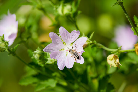 a bee (Anthophila) feeding on nectar from a musk mallow (Malva moschata) flower.