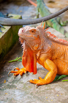 A close-up of an iguana. A beautiful, multicolored lizard with vibrant, colorful skin. An exotic, tropical animal.