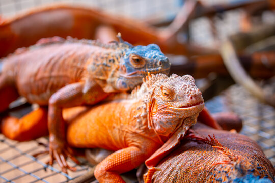 A close-up of an iguana. A beautiful, multicolored lizard with vibrant, colorful skin. An exotic, tropical animal.