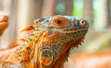 Fototapeta premium A close-up of an iguana. A beautiful, multicolored lizard with vibrant, colorful skin. An exotic, tropical animal.