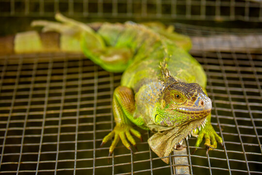 A close-up of an iguana. A beautiful, multicolored lizard with vibrant, colorful skin. An exotic, tropical animal.