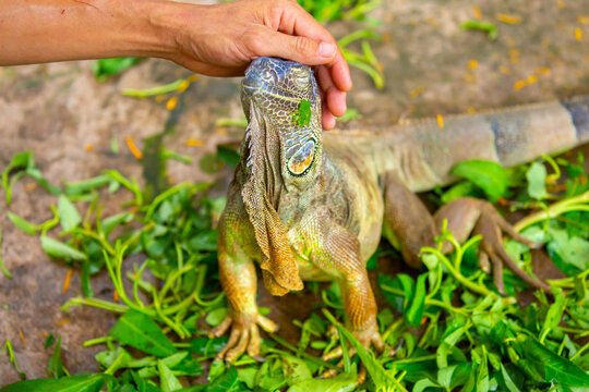 A close-up of an iguana. A man strokes an iguana with his hand. A beautiful, multicolored lizard with vibrant, colorful skin. An exotic, tropical animal.