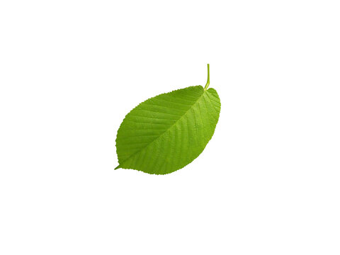 Ulmus wallichiana or Himalayan elm green leaf isolated on a white background