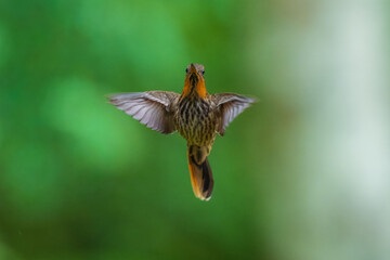 Fototapeta premium Saw-billed Hermit (Ramphodon naevius) hovering in flight with tongue extended, Atlantic Forest, Brazil.